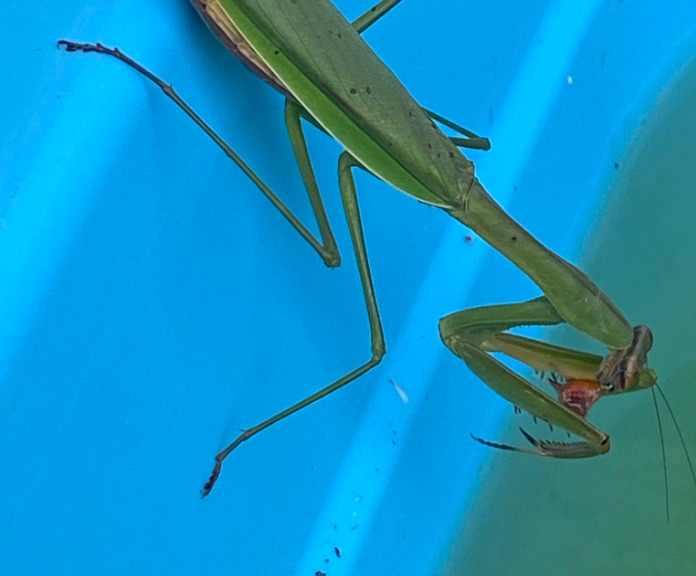 メダカを捕食しているオオカマキリ