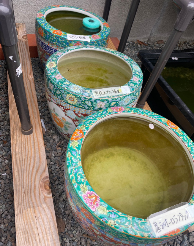 古伊万里の火鉢を使ったメダカの屋外飼育