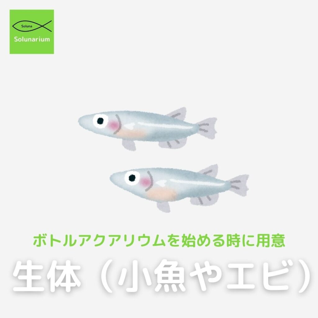 ボトルアクアリウムで用意する生体