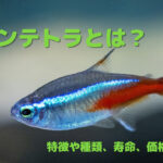 ネオンテトラとはどんな魚？特徴や種類、寿命、価格を紹介！