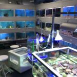 札幌の熱帯魚店「アクアフレンド北水」さんにインタビュー！