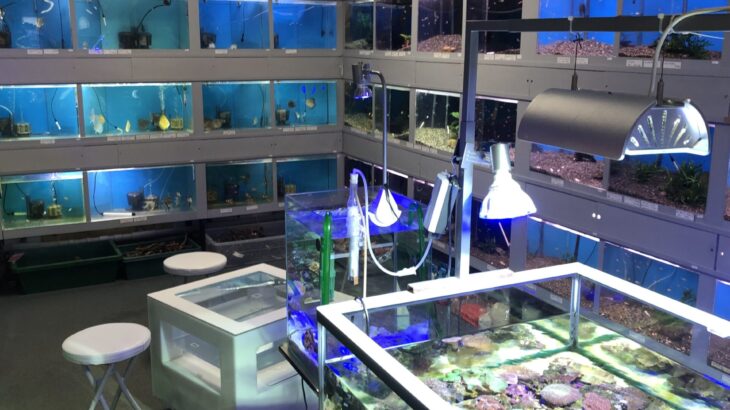 札幌の熱帯魚店「アクアフレンド北水」さんにインタビュー！
