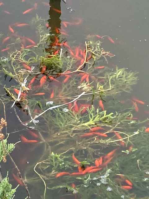 金魚の産卵池